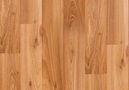 Acacia